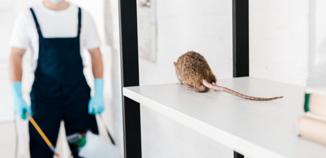 Barrie-Exterminator-Catching-Rat-2048×1367