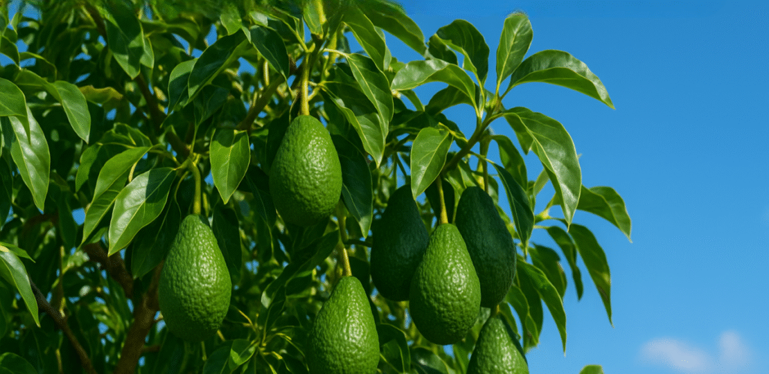 Cold-Hardy-Mexicola-Avocado-Trees-All-Details