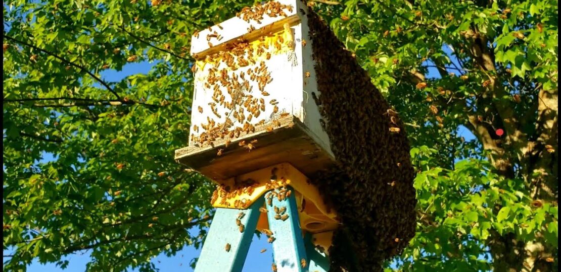 beees