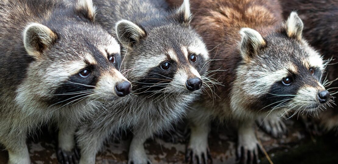 raccoons-4398911_1280
